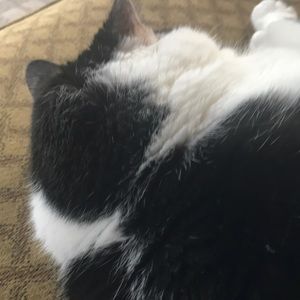 Meet your Posher, Nanette